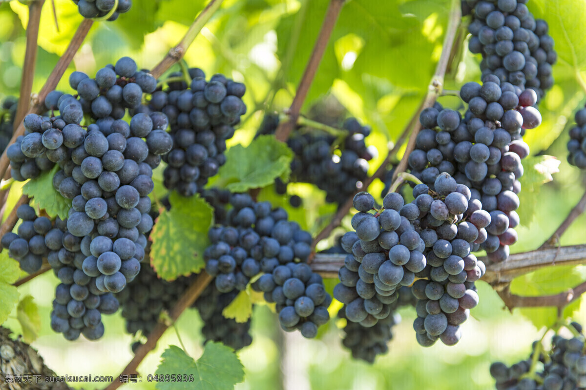 葡萄 紫葡萄 巨峰葡萄 提子 红提 葡萄藤 葡萄架 甜美 多汁 水果 生物世界