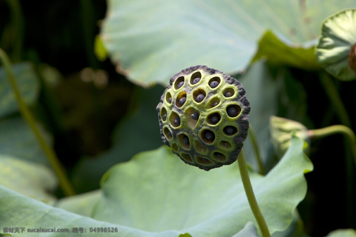 成熟 绿色 莲蓬 高清图片 横构图 植物 日光 户外 清新 白昼 风景 圣洁 高洁 纤尘不染 阳 光 空气 荷叶 花茎 特写 微距摄影 花草树木 生物世界