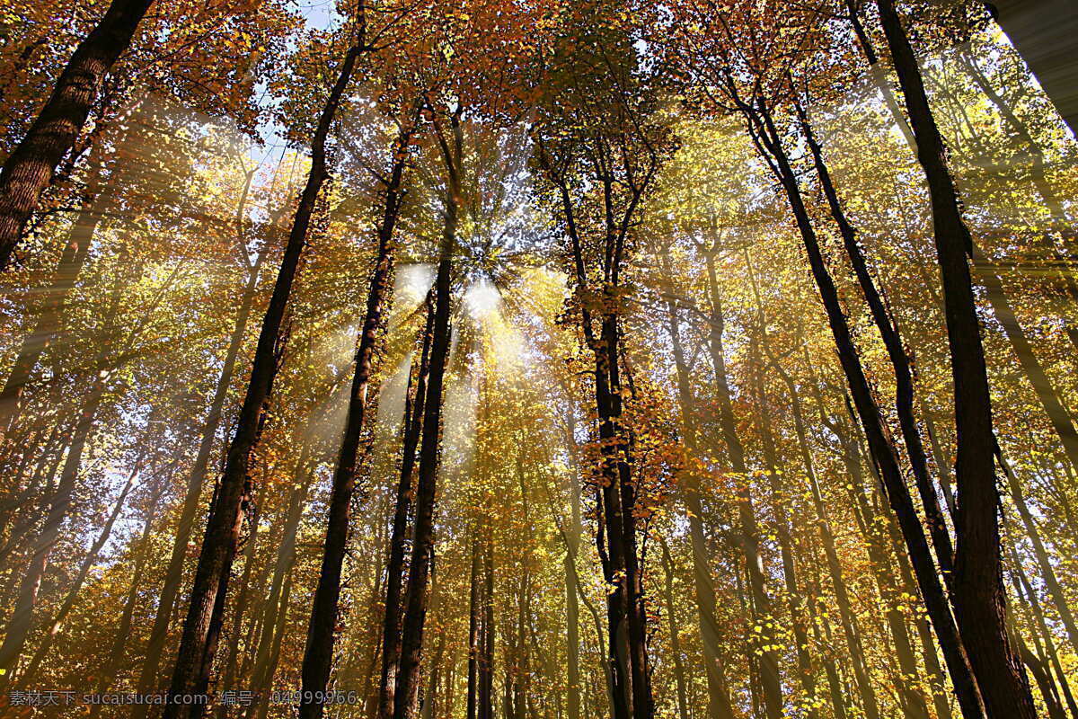 森林里的树木 树林 山林 森林 大树 森林阳光 光线跟踪 密林 生物世界 树木树叶