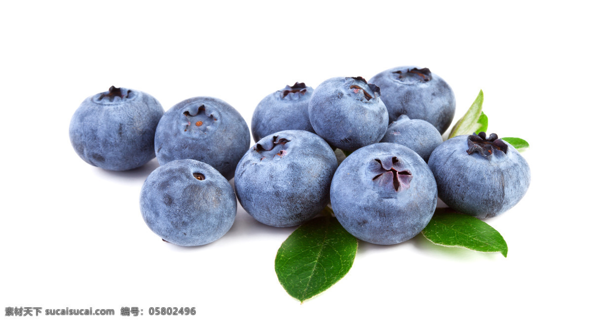 新鲜蓝莓 新鲜 蓝莓 美味 水果 维生素 生物世界