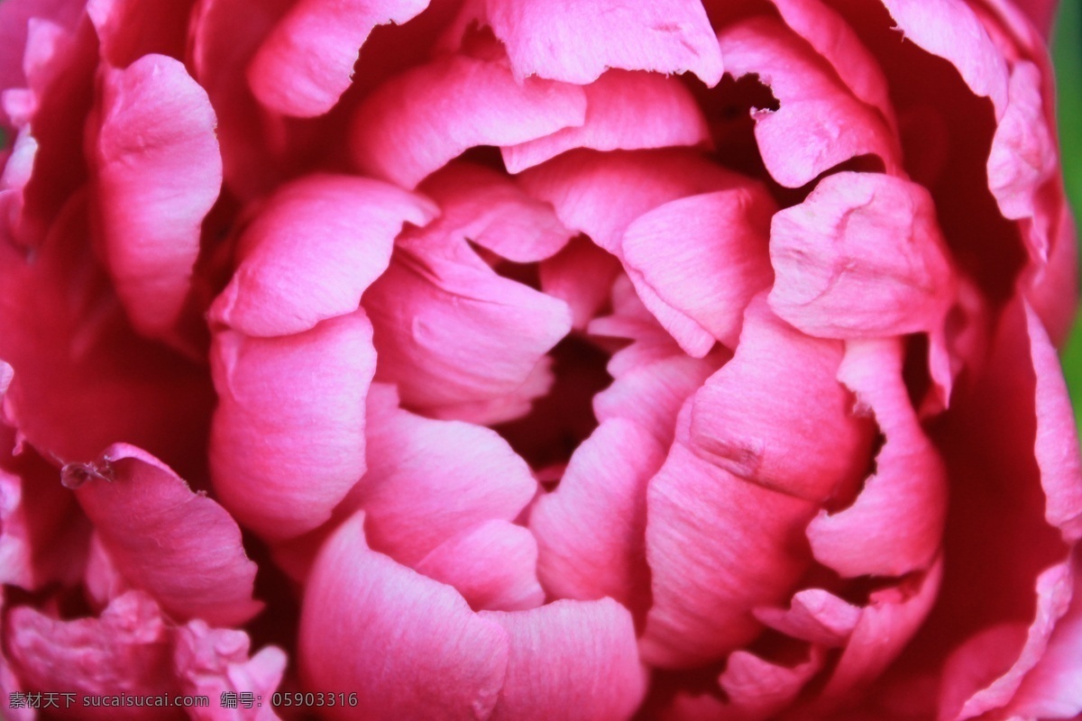 粉 高清 公园 红 花瓣 花草 花朵 花卉 牡丹 粉牡丹 特写 微距 千层 阳光 芍药 绿叶 水滴 安阳 植物 生物世界 psd源文件