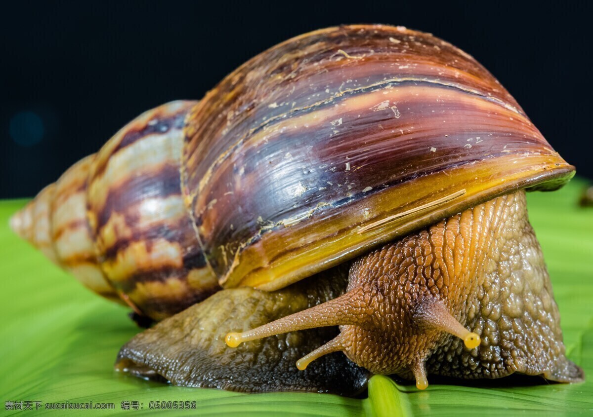 蜗牛壳 小蜗牛 动物 生物 螺类蜗牛 软体动物 生物世界 其他生物