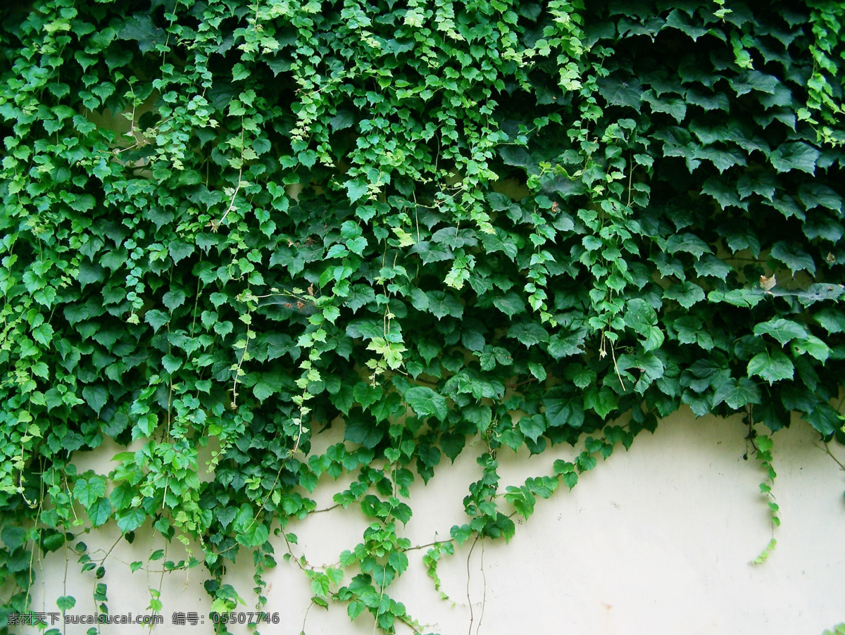 爬墙虎 爬山虎 藤 植物 绿色 绿墙 自然 花草树木 花草 生物世界