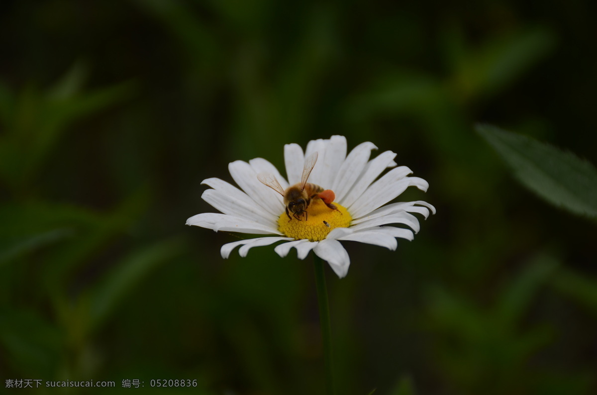 白色花朵 风景 花草 昆虫 蜜蜂 摄影图库 生物世界 蜜蜂与蝇 蝇 生态摄影 昆虫特写 花草特写