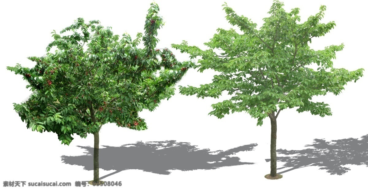 景观设计 两棵高清樱桃 果树 园林设计 樱桃树 樱桃 高清 经果林 环境设计