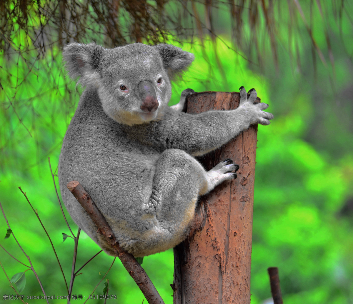 澳大利亚考拉 koala 澳大利树袋熊 考拉 树袋熊 无尾熊 树熊 澳大利亚国宝 澳洲国宝 房地产 户外广告 报纸 海报 沉睡 路边 精美图片 生物世界 野生动物