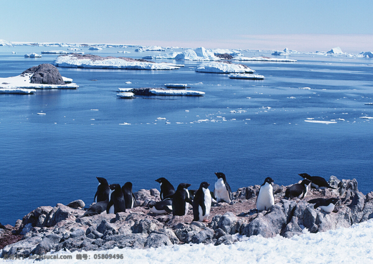 南极 企鹅 动物世界 生物世界 南极生物 水中生物 雪地