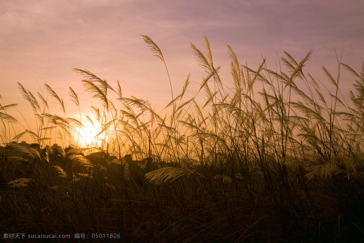 夕阳 剪影 旅游摄影 日落 自然风景 夕阳剪影 芒草 psd源文件