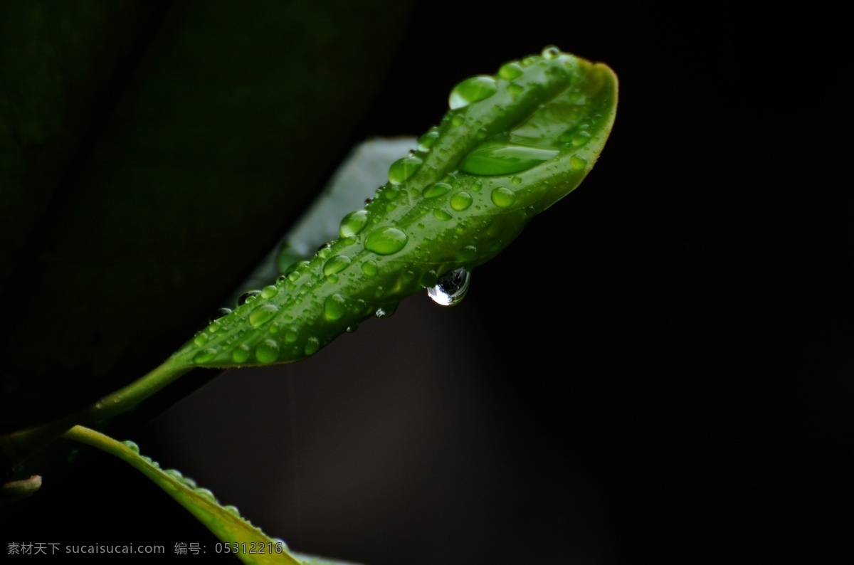 晶莹剔透 绿色 绿叶 绿叶水珠 清晰 生物世界 树木树叶 水珠 雨后 叶子 水滴