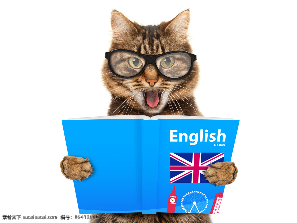 看书的猫 拿着书本的猫 带眼镜的猫 猫 搞怪猫 猫教授 猫老师 英语书 宠物猫 马 动物 生物世界 家禽家畜
