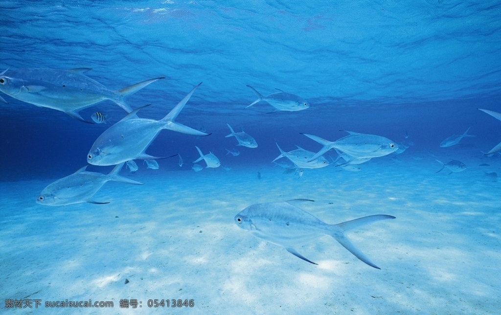 海底世界 海底乐园 海底游鱼 海洋壁纸 海底背景 海洋生物 美丽海洋 梦幻海底 海底鱼群 海底阳光 观赏鱼 游鱼 潜水 水下摄影 海底 海鱼 珊瑚 海洋 海草 大海 海水 鱼 小鱼 鱼群 鱼类 生物世界