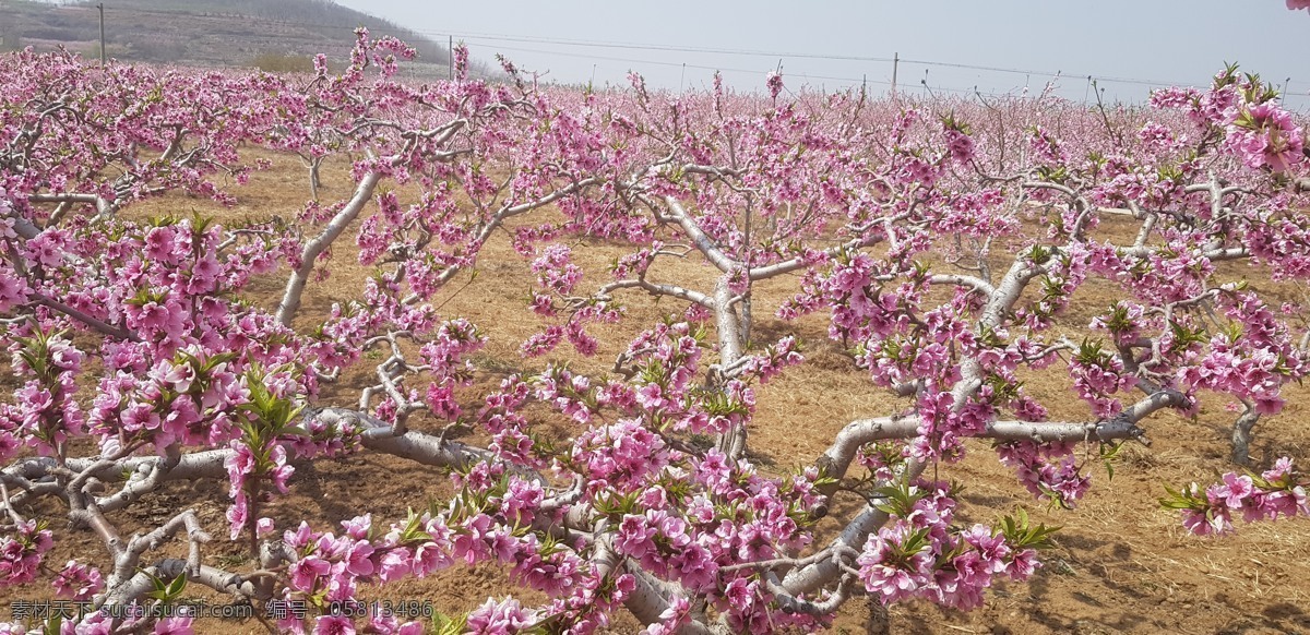 桃花林 花 植物 春天 生物世界 花草