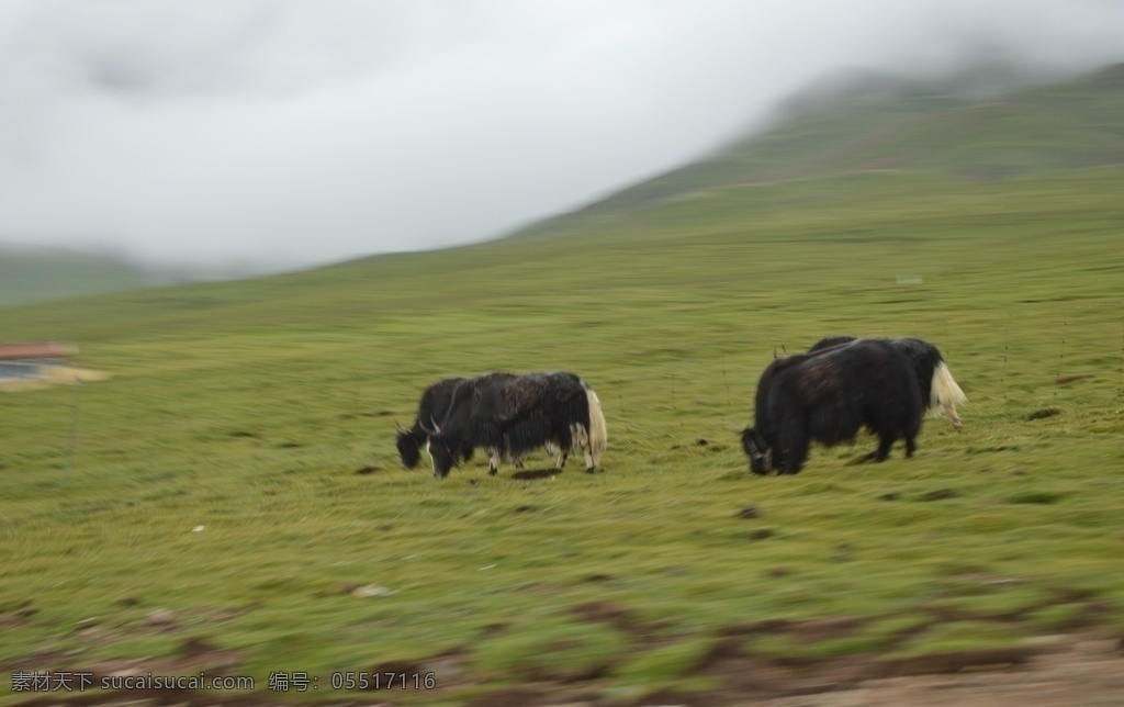 动物 野生动物 藏牦牛 牛 草原牦牛 摄影图片