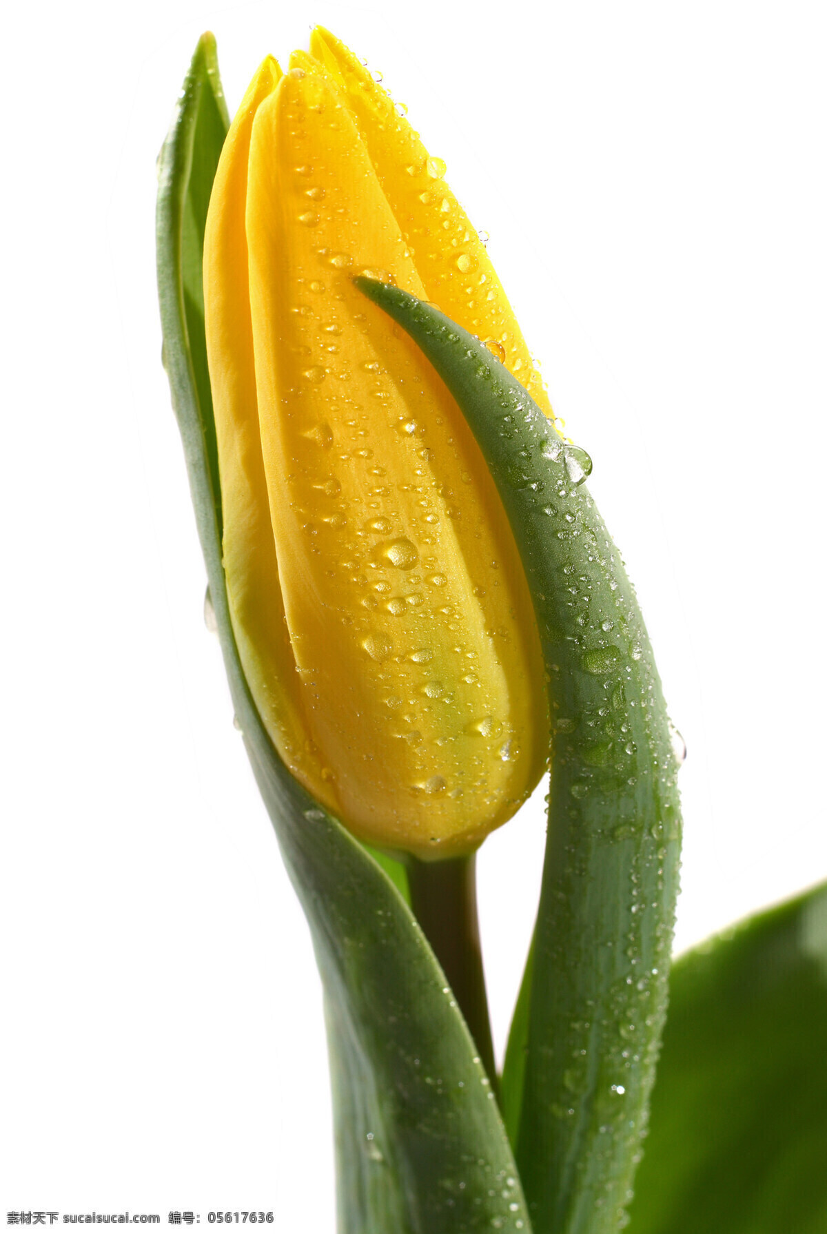黄色的郁金香 植物 花朵 花卉 黄色 郁金香 生物世界 花草