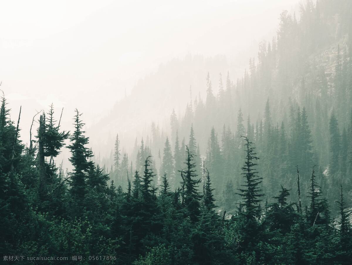 云雾 缭绕 森林 云雾缭绕 树木 绿色 白色 雾 天空 黑色 生物世界 树木树叶