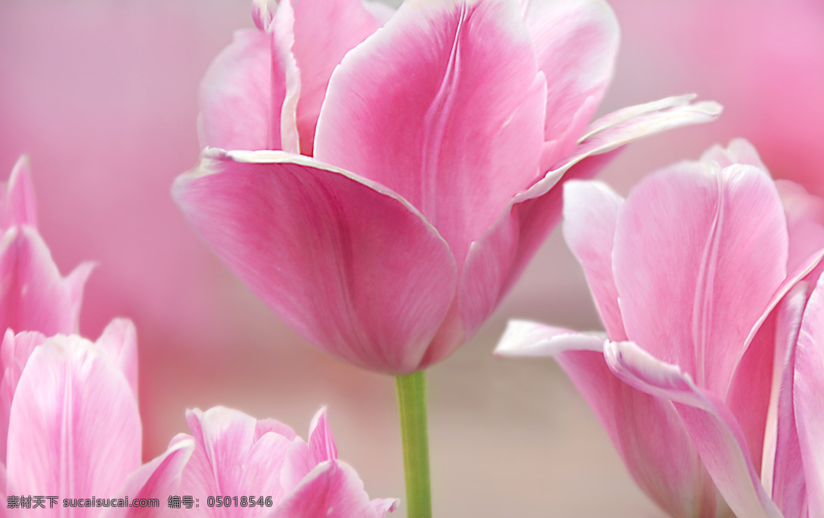 美丽 粉色 花朵 粉色花朵 鲜花 植物 花卉 花草树木 生物世界