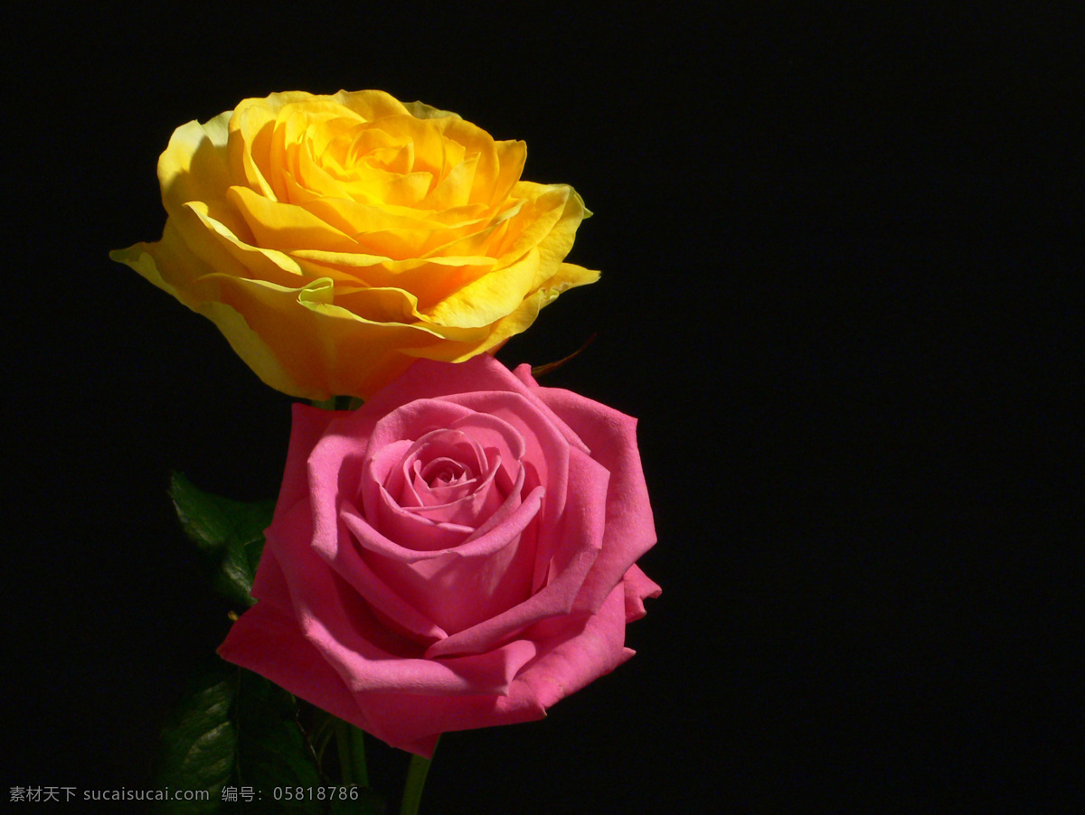 玫瑰 玫瑰花 红玫瑰 背景 红玫瑰花 玫瑰花朵 花心 玫瑰花心 花蕊 玫瑰花蕊 黄玫瑰 花草 生物世界