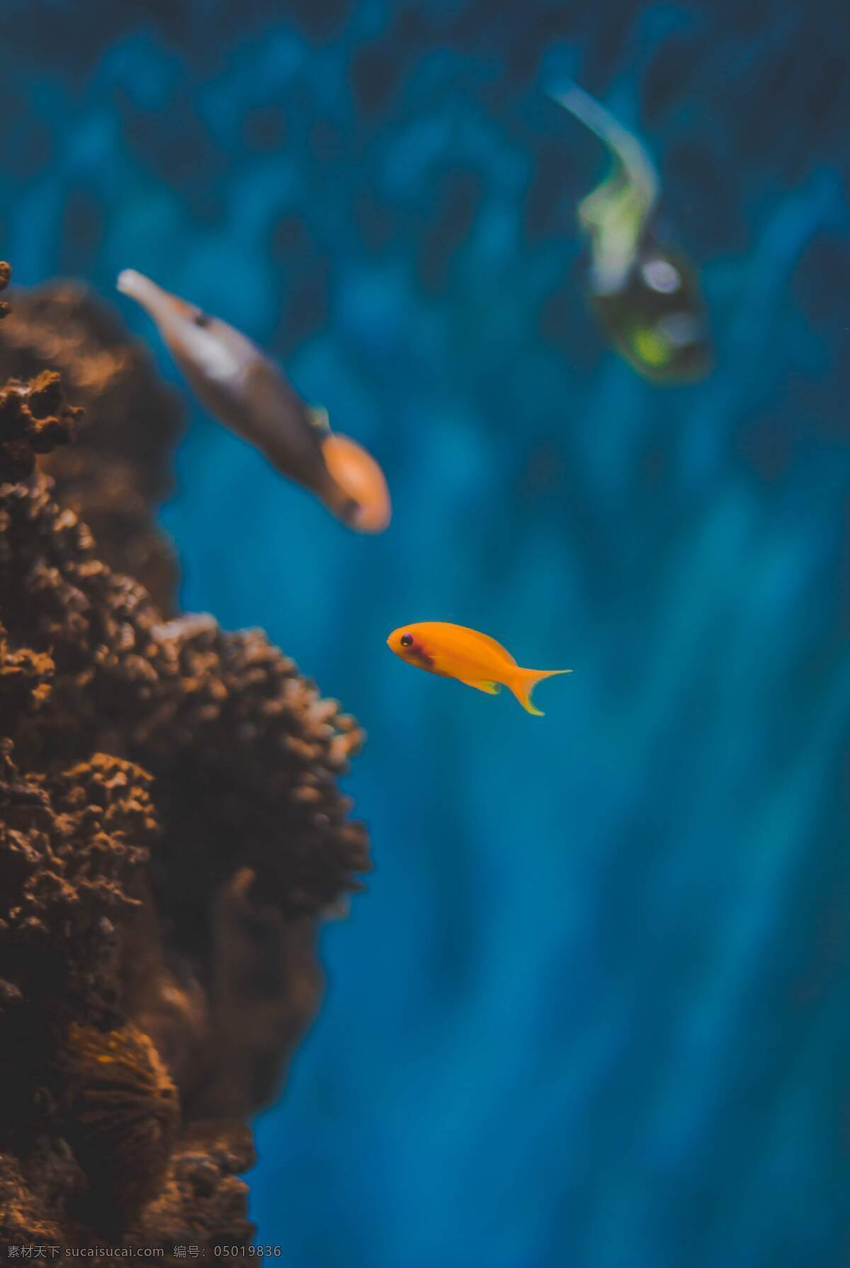 海洋生物 大自然 蓝天 植物 树叶 小清新 昆虫 虫子 虫 野生动物 动物 宠物 温顺 摄影类 生物世界 家禽家畜 精美 爱护 萌宠 墙贴 保护宠物 可爱 高清 大图 对视 和睦 严肃 庄重 宠爱 森林 木材 鸟 野生鸟类 天鹅 羽毛 翅膀 飞行 季节性 鸟类