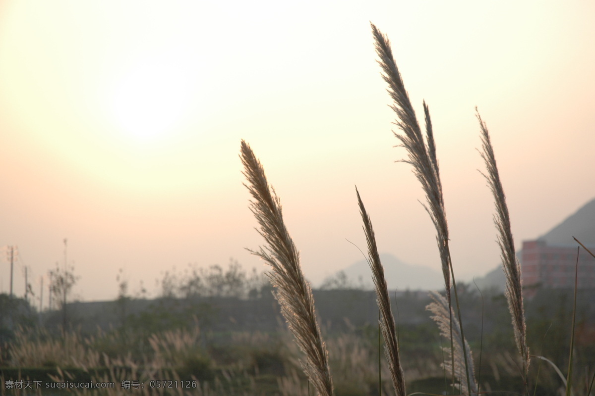 夕阳免费下载 芦苇 秋意 摄影图 天空云彩 夕阳 自然景观 风景 生活 旅游餐饮