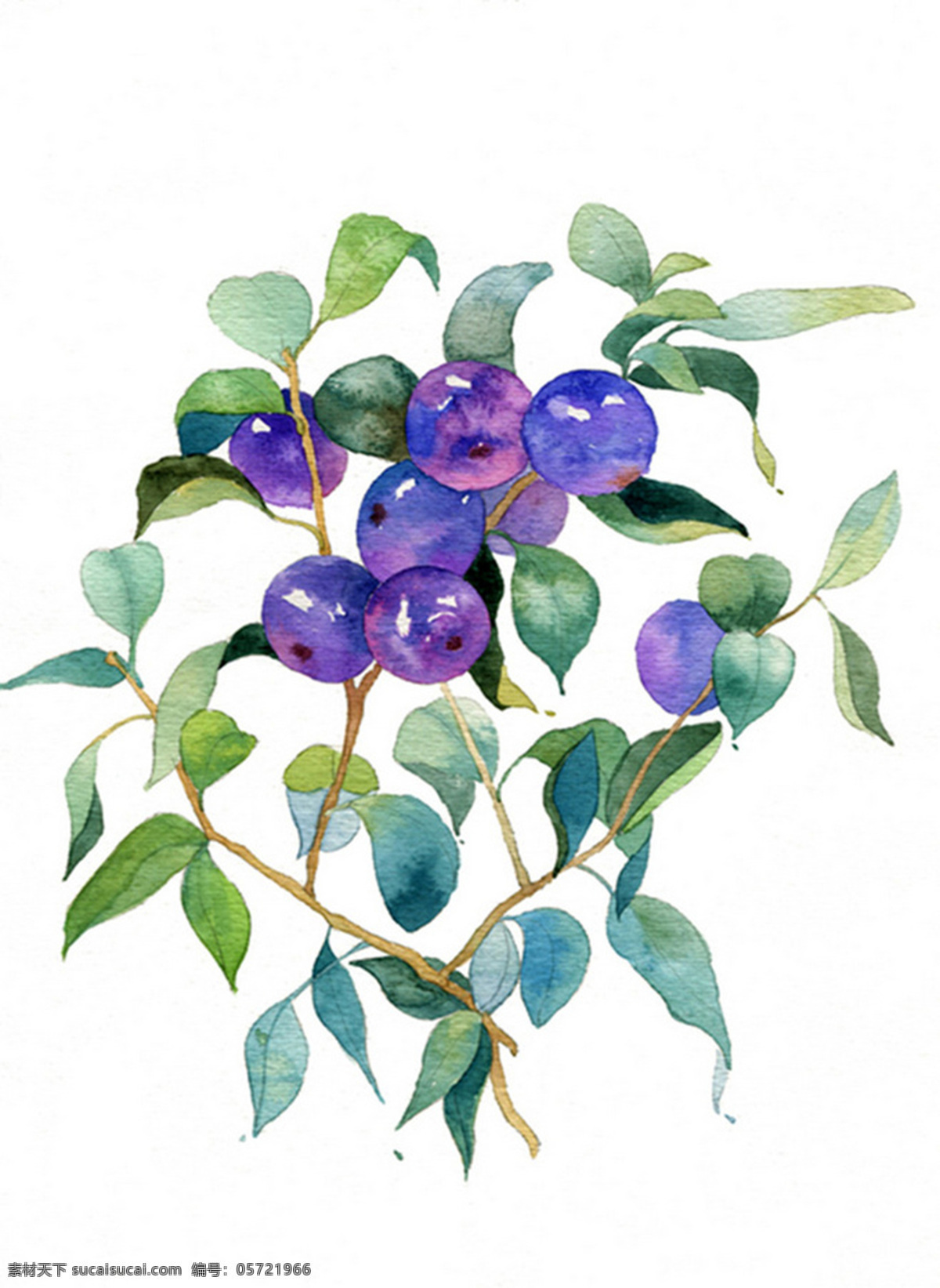 蓝莓背景 背景 蓝莓 蓝色 叶子 花枝 排列
