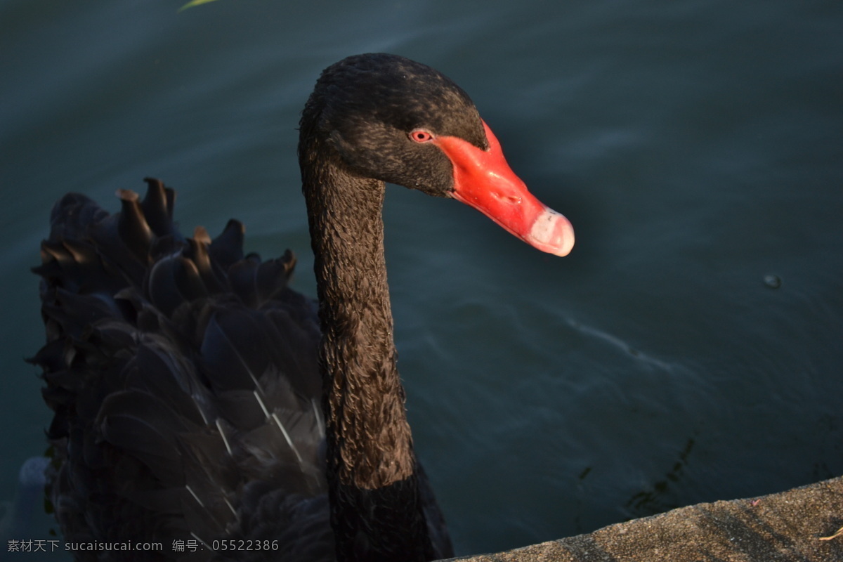 黑天鹅 黑色 水 动物 优雅 池塘 阳光 生态 环境 生物世界 鸟类