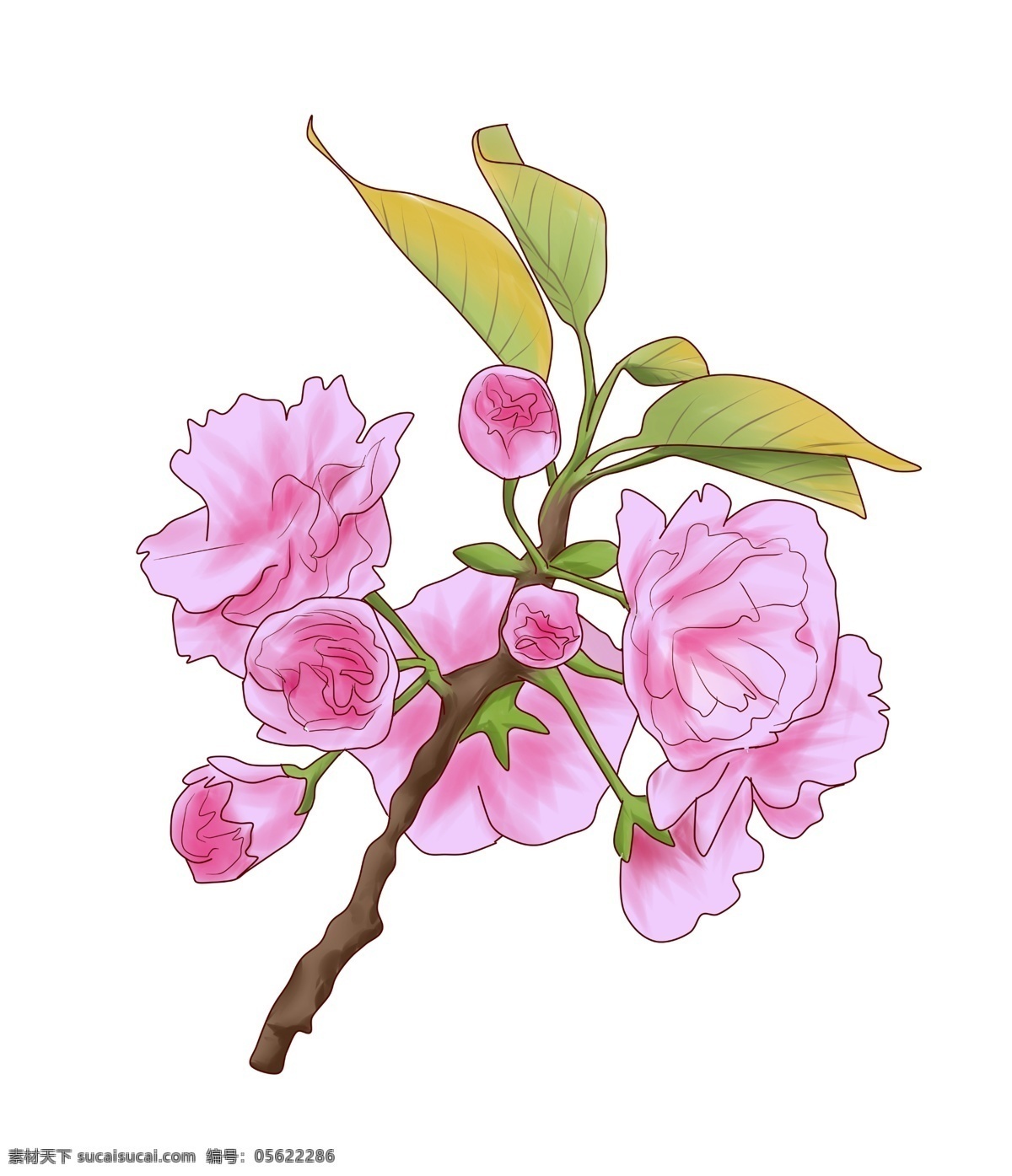 春季 樱花 盛开 插画 樱花盛开 花苞 花蕾 花卉 好看的樱花 绿色叶子 唯美 春天景象 意境