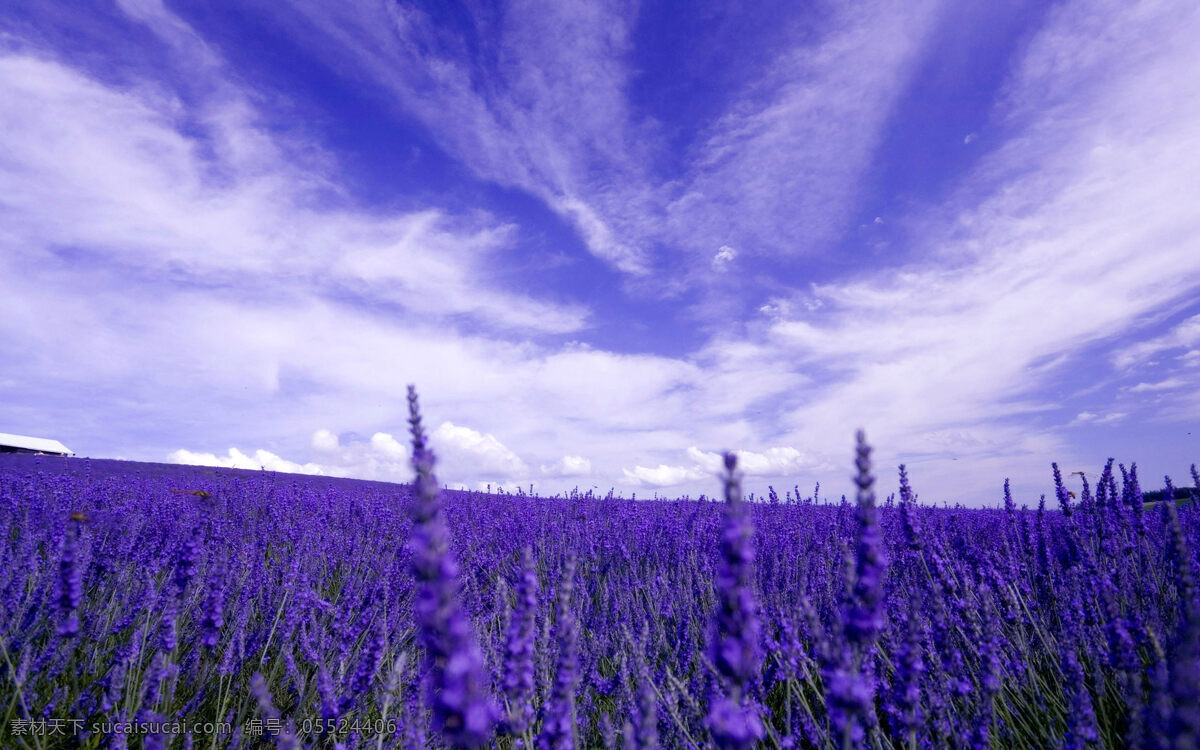 薰衣草 花海 花田 薰衣草园 花 天空 自然景观 田园风光