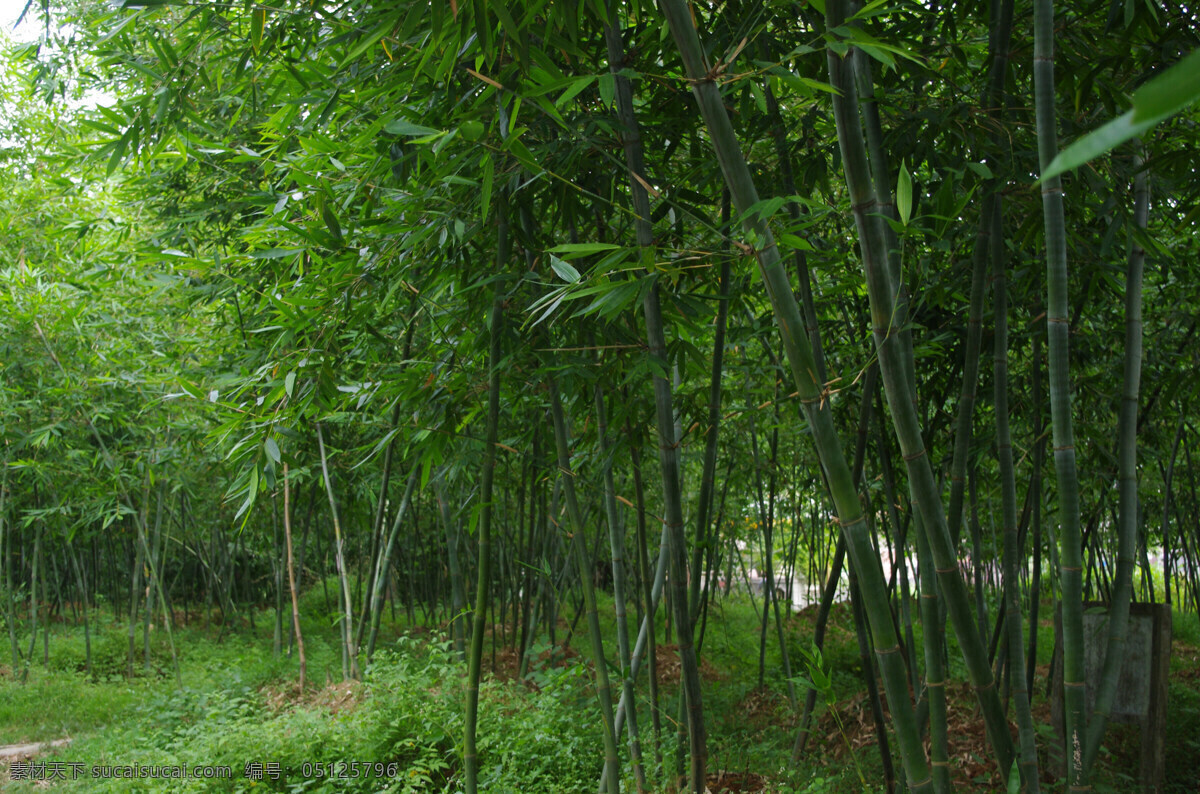 绿竹 青青 绿 生物世界 树林 树木树叶 竹 竹海 绿竹青青 竹子 竹林 林子 矢量图 日常生活