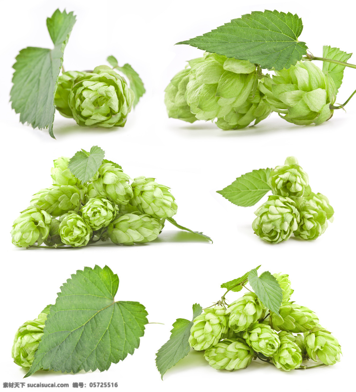 啤酒花 绿色 树叶 啤酒 绿色树叶 花朵 绿色花朵 酒水饮料 餐饮美食 白色