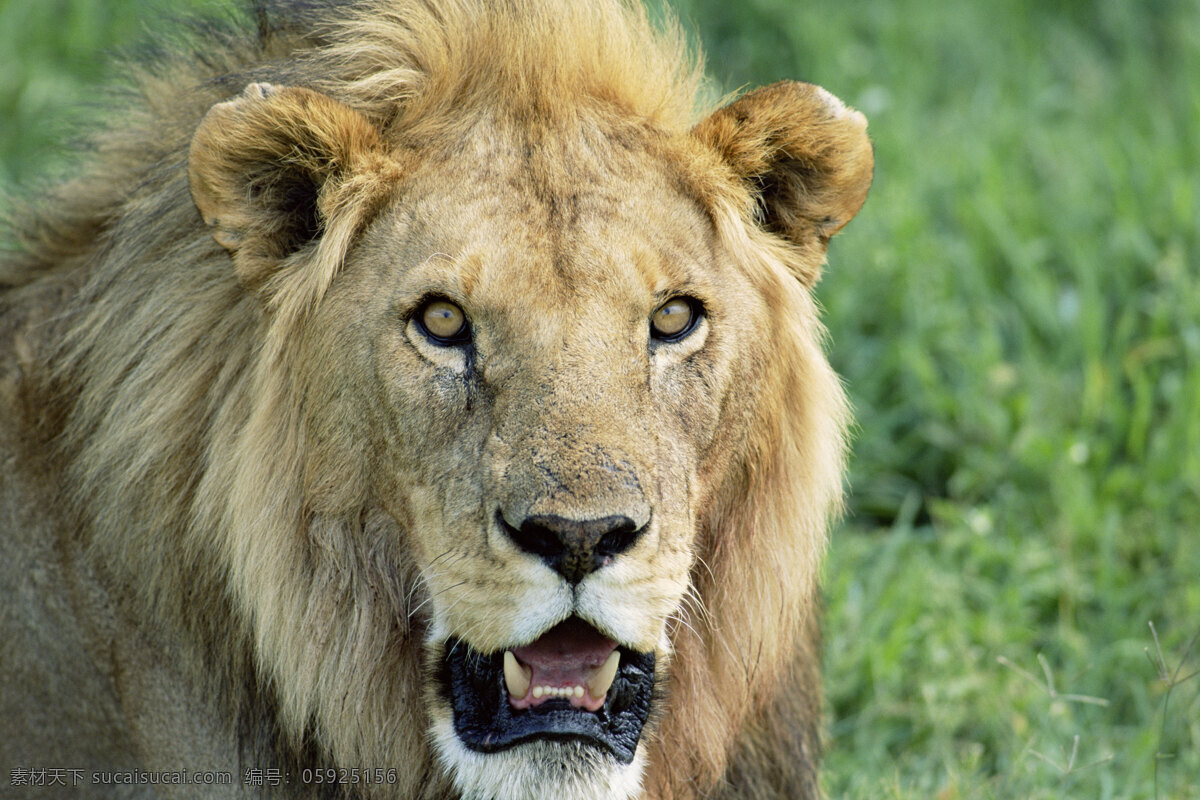 狮子特写高清 非洲野生动物 动物世界 动物 jpg图片 非洲 野生动物 生物世界 摄影图片 狮子 脯乳动物 狮子高清图片 狮子写真 猴子头 陆地动物 黑色