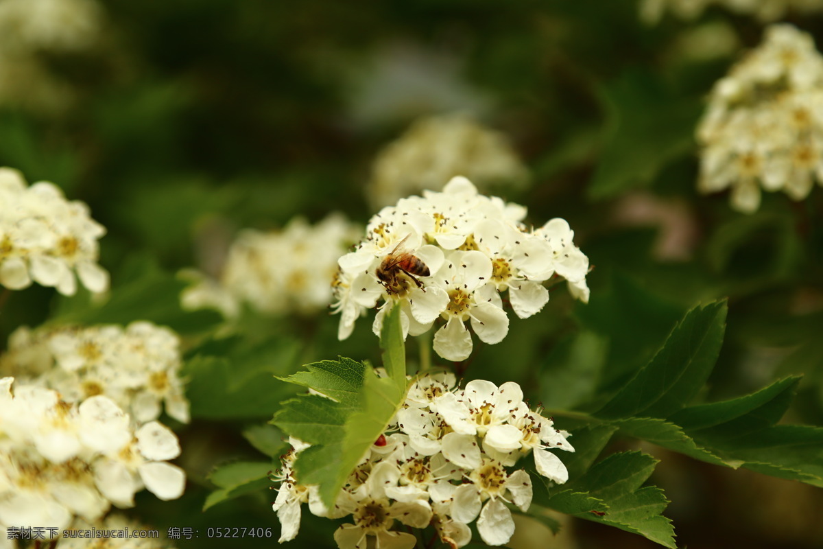 花 花草 昆虫 蜜蜂 山楂 生物世界 植物 山楂花 落叶灌木 山里红 酸里红 采蜜的蜜蜂 高清 图