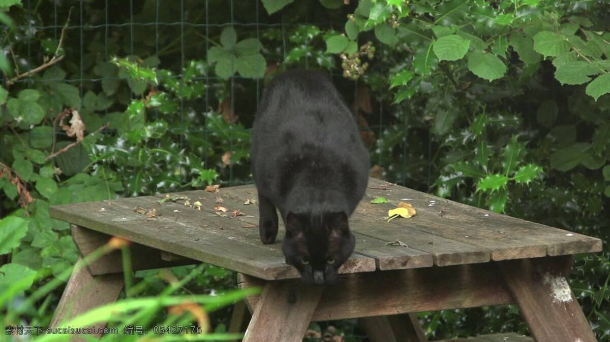 黑猫跳下桌子 动物 慢动作 黑色 猫 缓慢的 运动 子弹时间 跳跃 跳 桌子 宠物 家庭