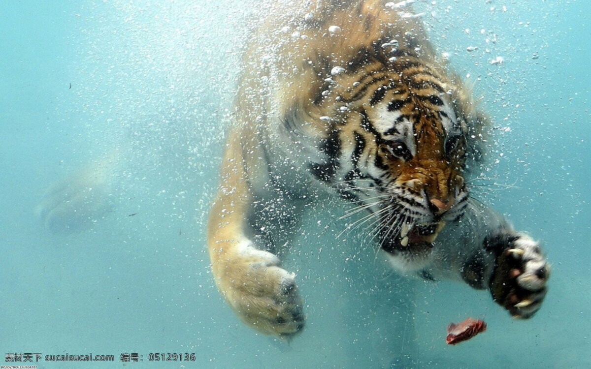 老虎 肉 水 背景图片