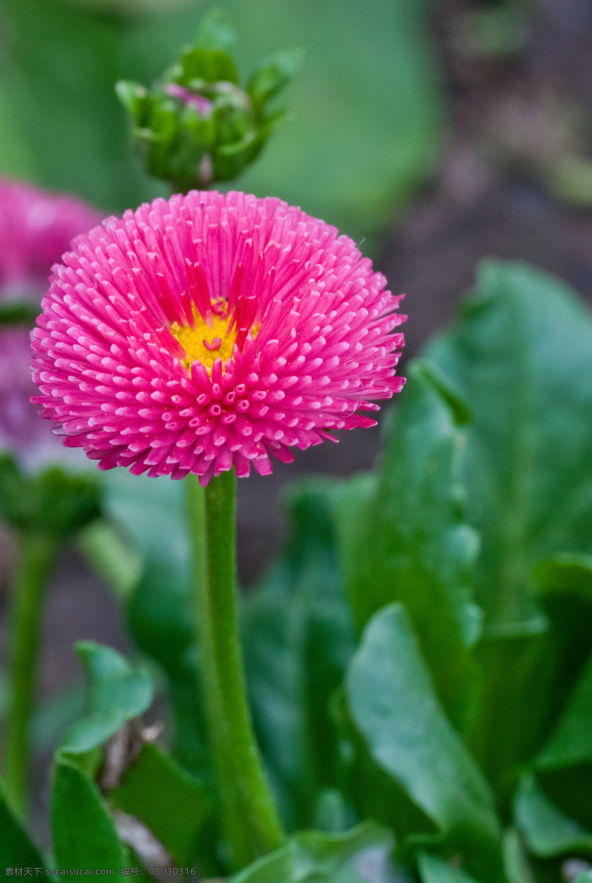 红色 野 菊花 焐熬栈 生物世界