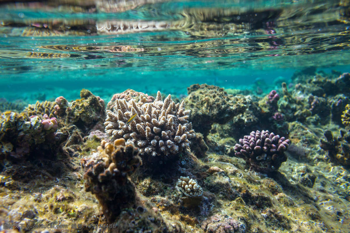 珊瑚摄影 鱼类动物 海底动物 海底世界 海水 海洋 深海 鱼群 珊瑚 海洋海边 自然景观 黑色