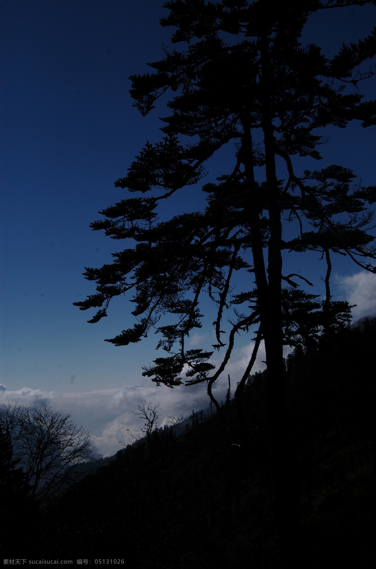 松树 剪影 白云 傍晚 蓝天 旅游摄影 自然风景 松树剪影 沿途的风景 psd源文件