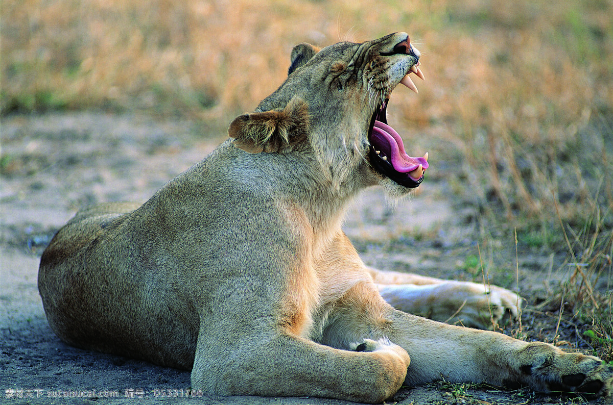 嚎叫的狮子 野生动物 动物世界 哺乳动物 狮子 摄影图 陆地动物 生物世界 灰色