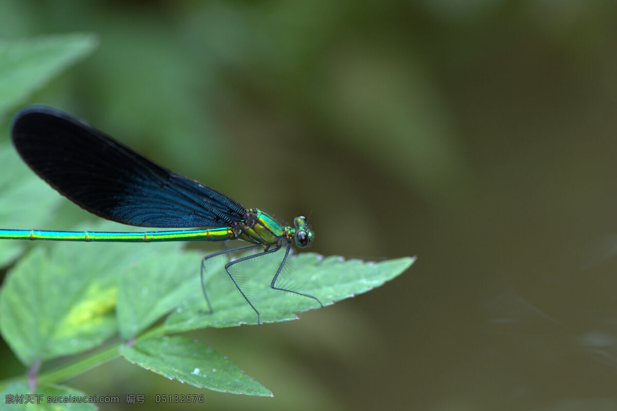昆虫 绿色 绿叶 蜻蜓 生物世界 野草 小草 上 小草上的蜻蜓 蜻蜓的复眼 蜻蜓的翅膀 微距昆虫 psd源文件