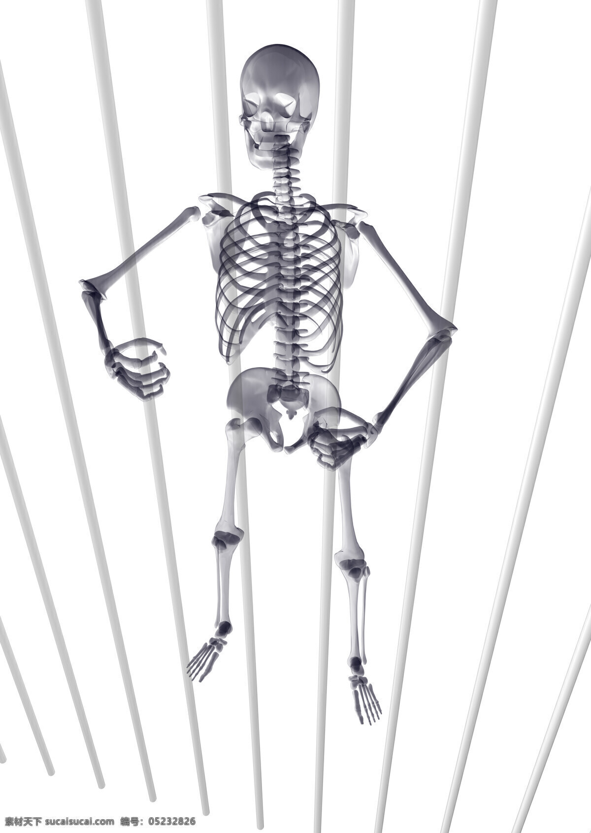 骷髅 秀 肌肉 骨骼 人体结构 骨头 骨头组织 其他类别 生活百科