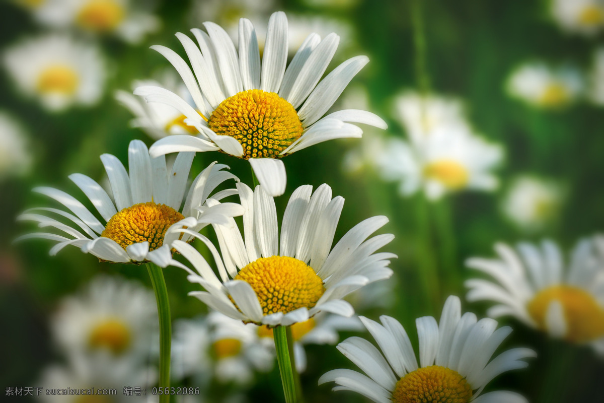 白色 雏 菊 白色的雏菊 雏菊 菊花 鲜花 花朵 花瓣 花之物语 园艺 园林 生物世界 花草