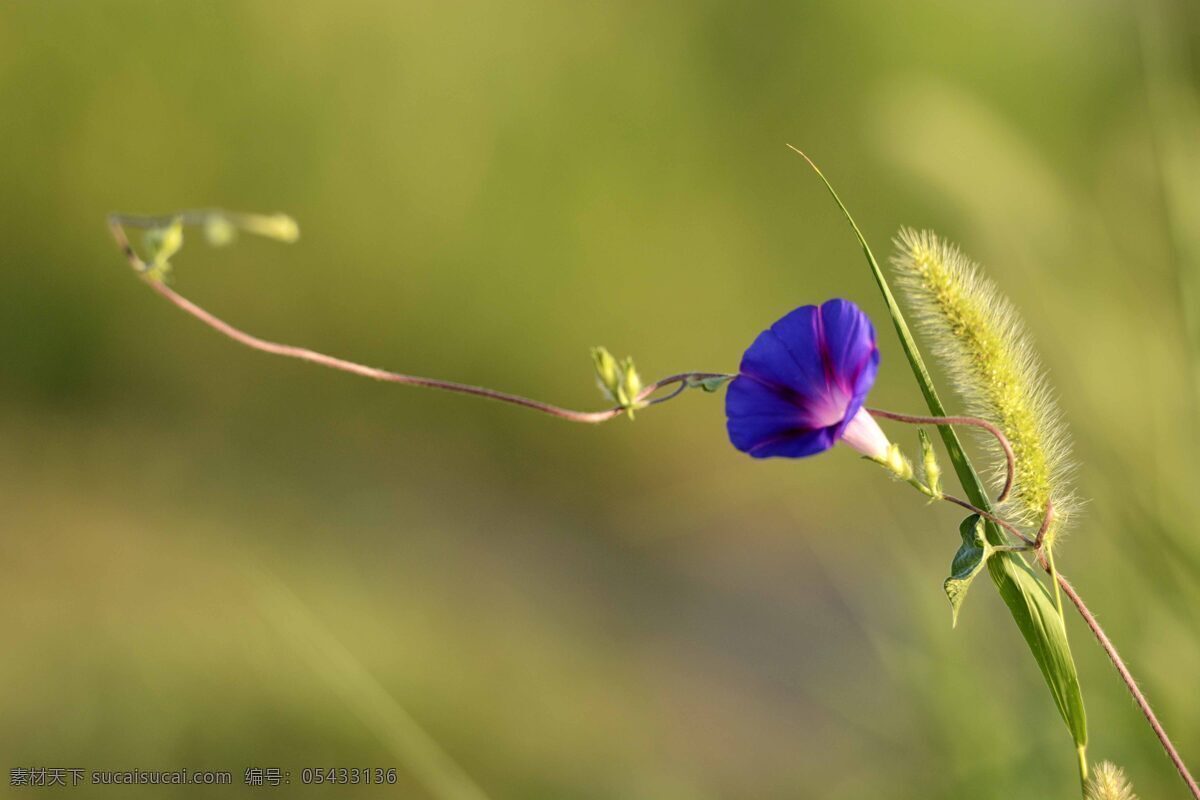 唯美 紫色 喇叭花 鲜花 花卉 花朵 花草