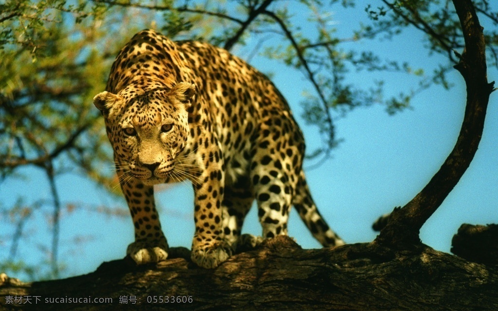花豹 野生豹 豹 近景 特写 野生动物 生物世界