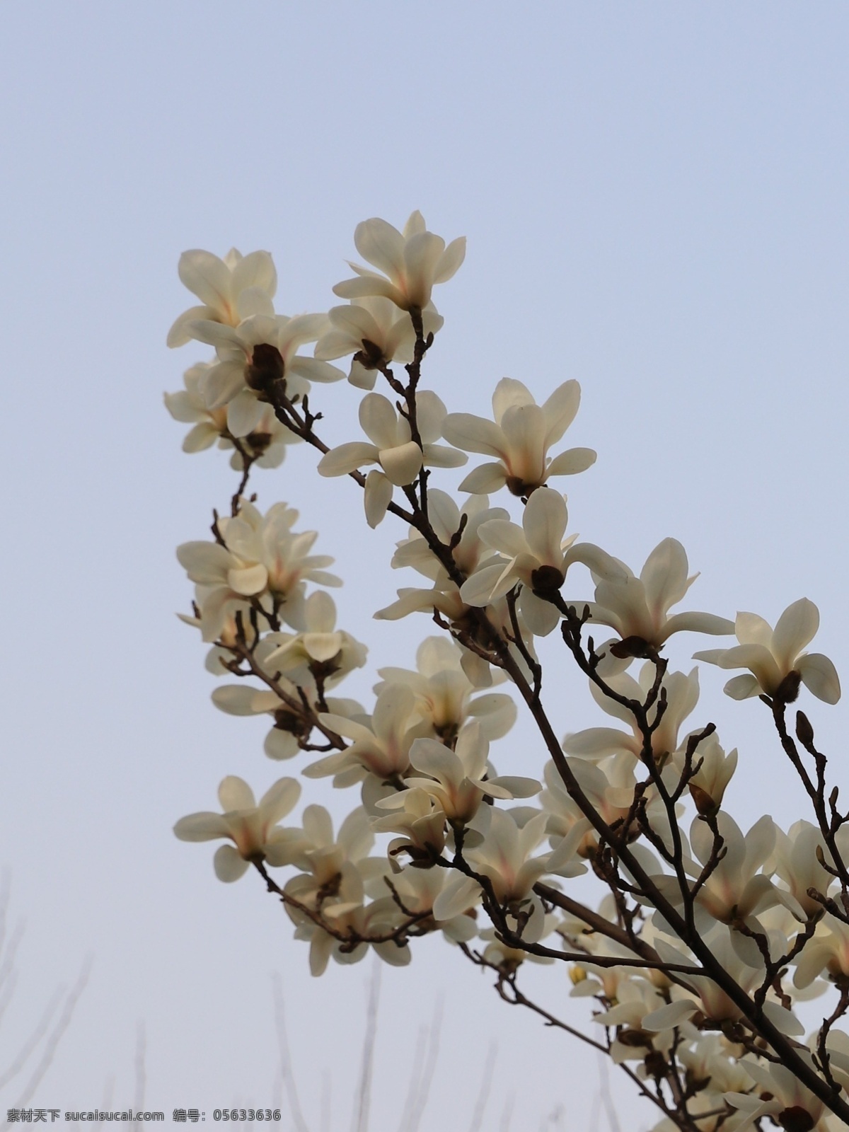 玉兰花 木兰 玉兰 白玉兰 花开 开花 树枝 花 春暖花开 花盛开 落叶乔木 上海市花 白兰 白兰花 观赏树 生物世界 花草