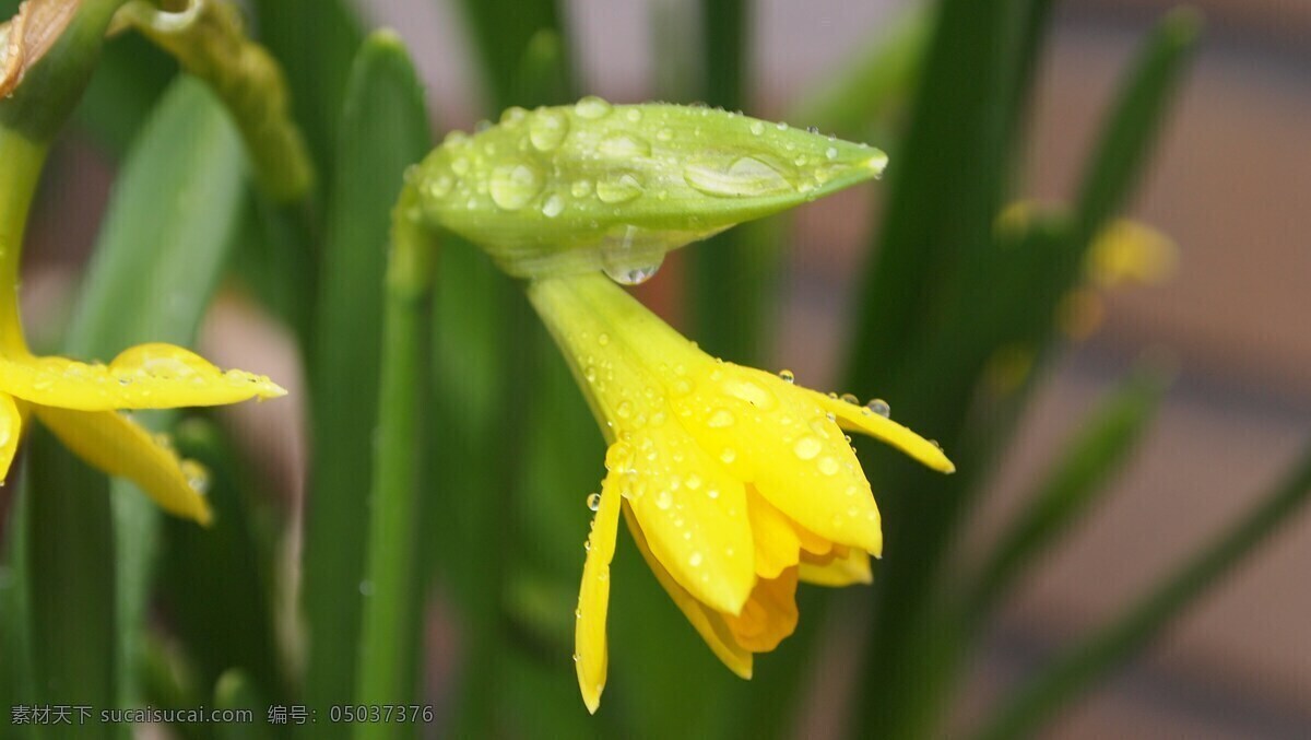 带露水的花朵 娇嫩 花朵 花卉 黄色 露水 花苞 生物世界 花草