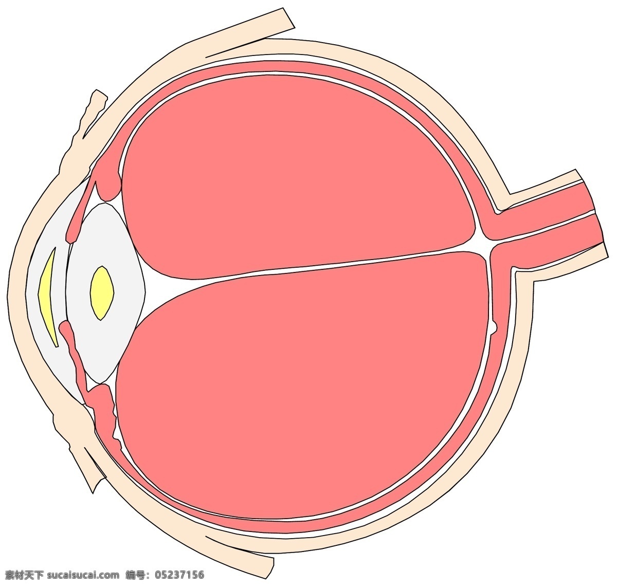 眼睛 医用模型 矢量素材 eps0075 设计素材 结构模型 医疗卫生 矢量图库 白色