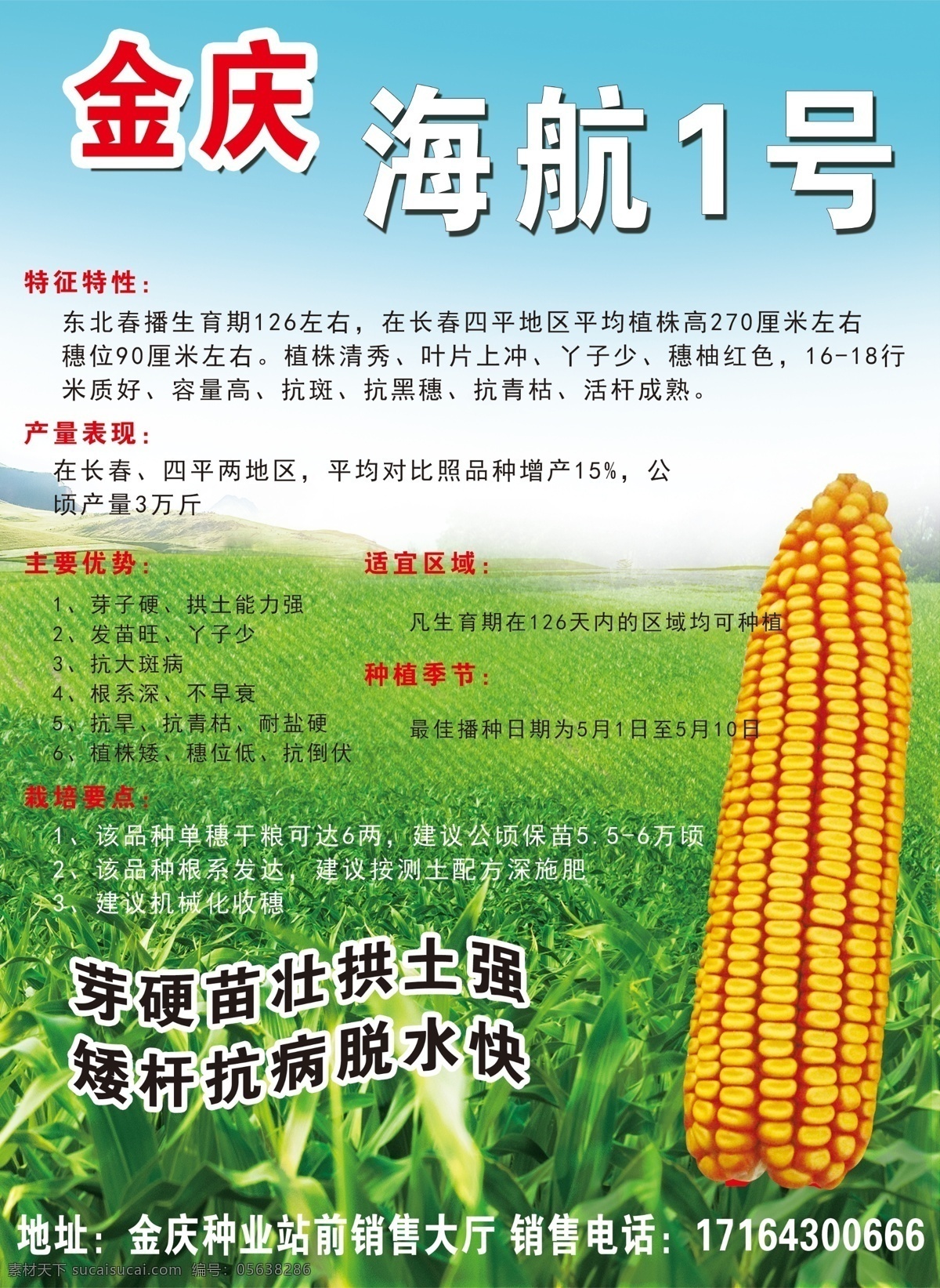 玉米种子宣传 金庆 种子 玉米 宣传 绿色 分层 风景