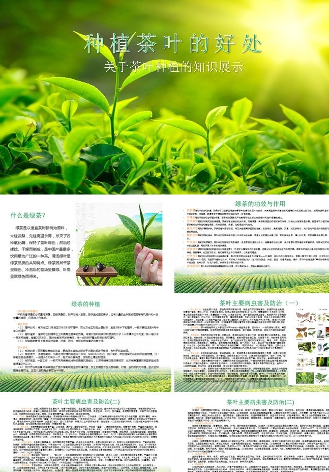 茶叶 种植 知识 茶 种茶 茶叶的病虫害 茶叶种植知识 茶叶的好处 多媒体 自然农业 pptx