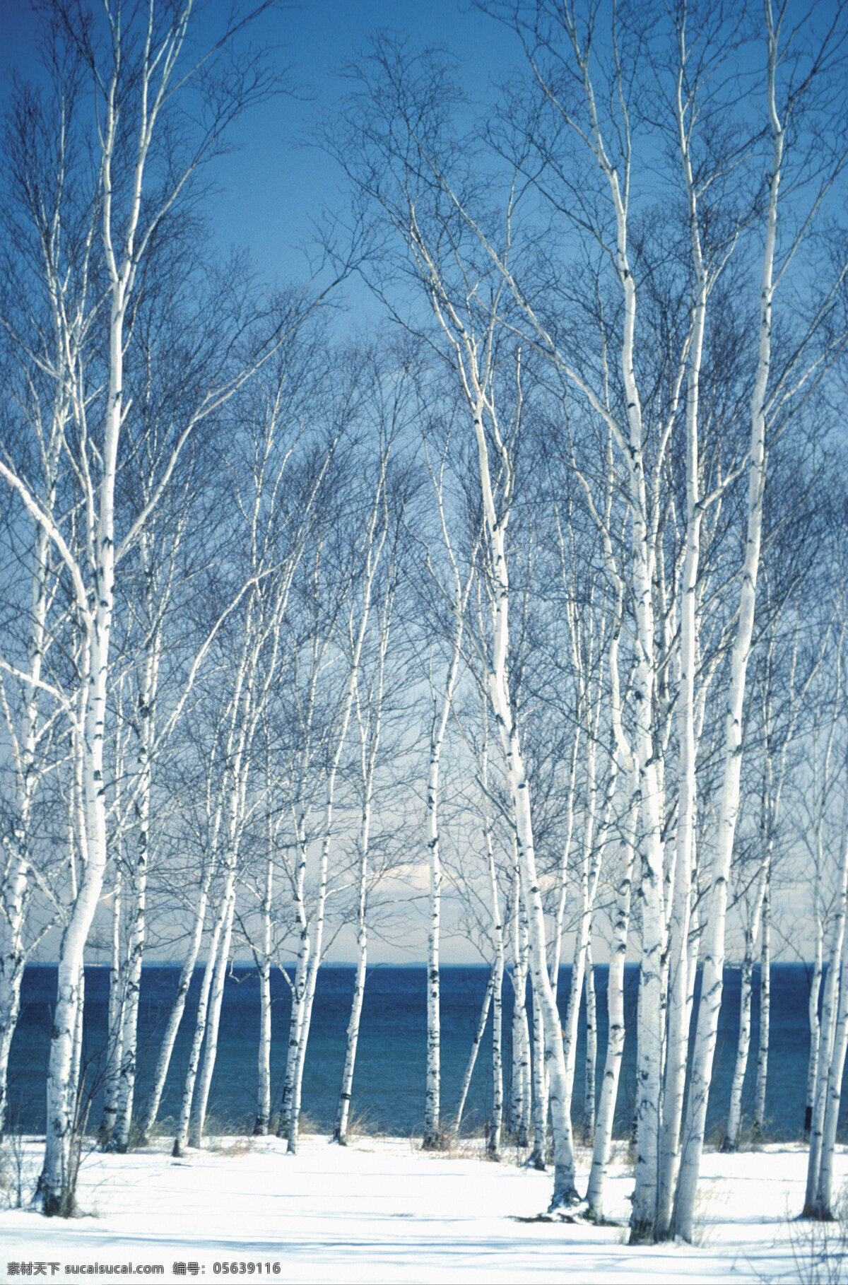 白桦树 湖 树木 冬季 蓝色