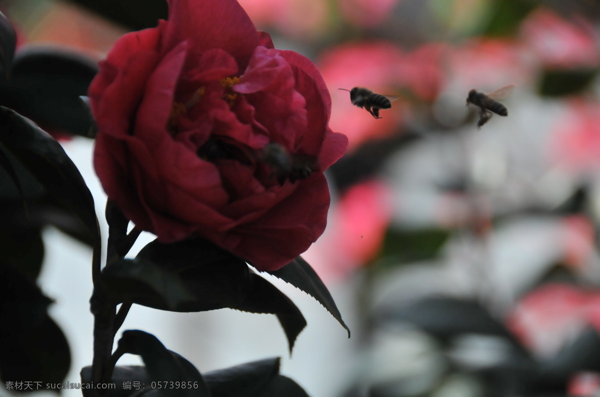 红玫瑰 引 蜜蜂 风景 风景花朵 风景画 风景图 红色 玫瑰 玫瑰花 玫瑰花束 玫瑰心语 蜜蜂采蜜 蜜蜂图 生活 旅游餐饮