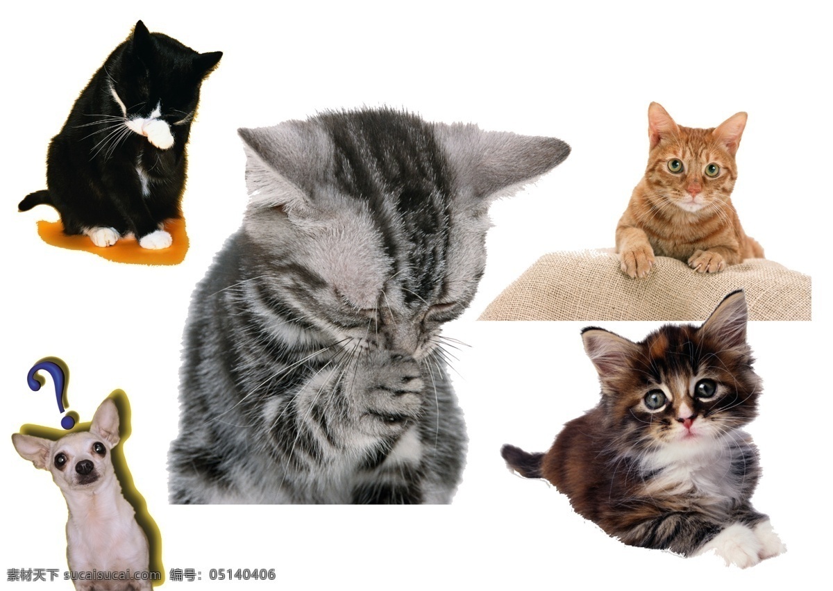 小猫免费下载 猫 各种猫 波斯猫 狗可爱 psd源文件